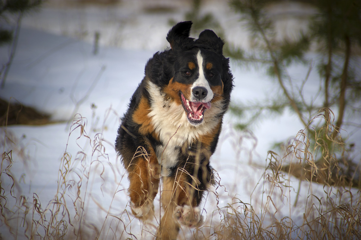 bernesemountaindog